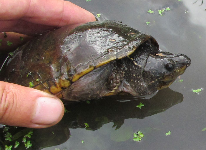 Common Musk Turtle